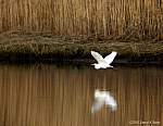 egret-creek.jpg