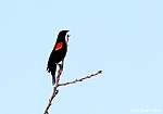 redwing-blackbird.jpg